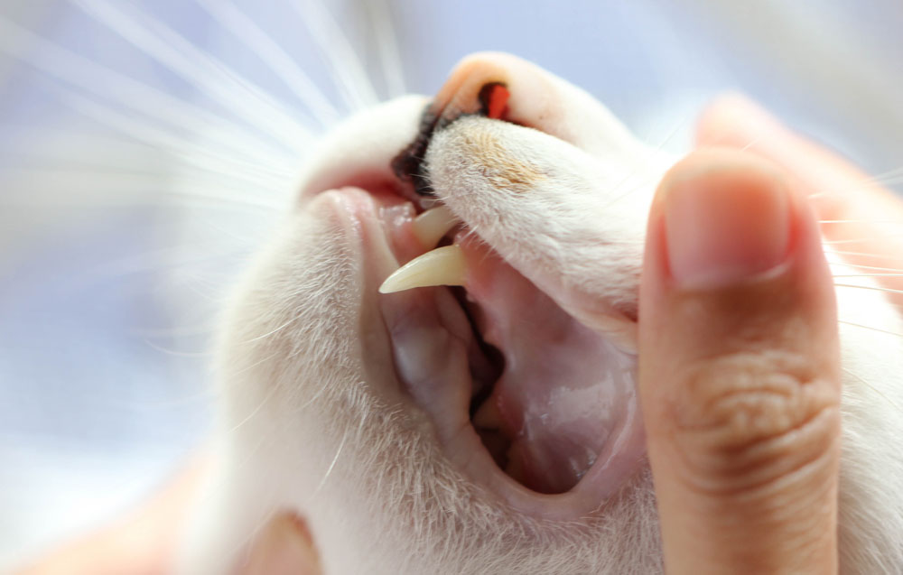 Cat Tooth Removal Extraction In