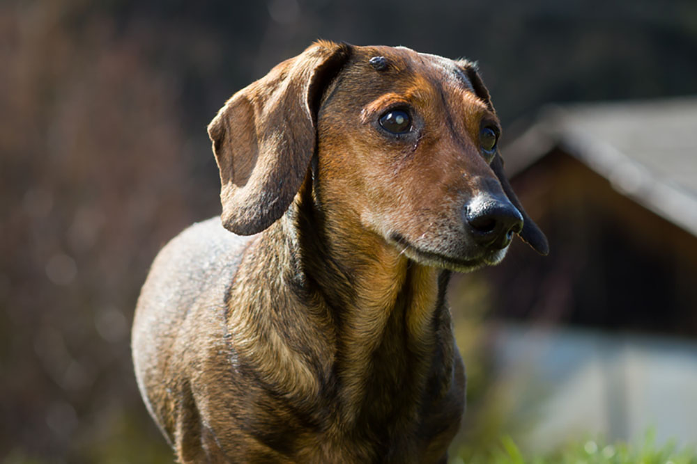 Benign Skin Tumors in Dogs