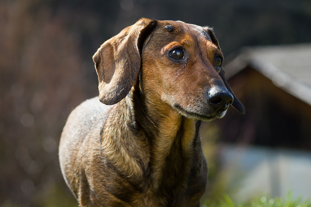 what does a melanoma look like on a dog