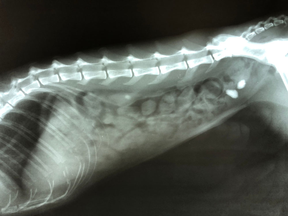 bladder stone food for dogs
