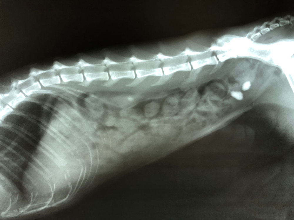 how much does bladder stone surgery cost for dogs