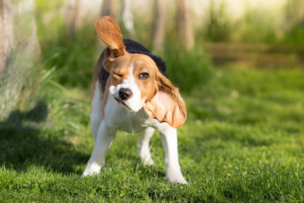 Head Shaking In Pets—It May Be An Ear Thing