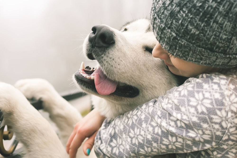 Post-Surgery Care Tips For Your Pet