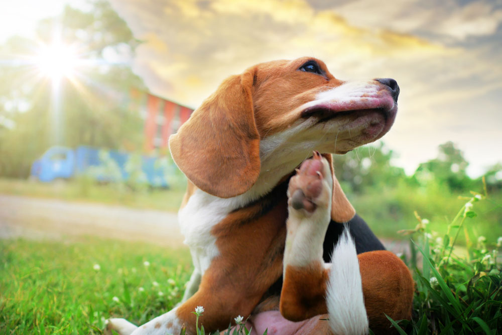 Managing Allergies in Cats and Dogs