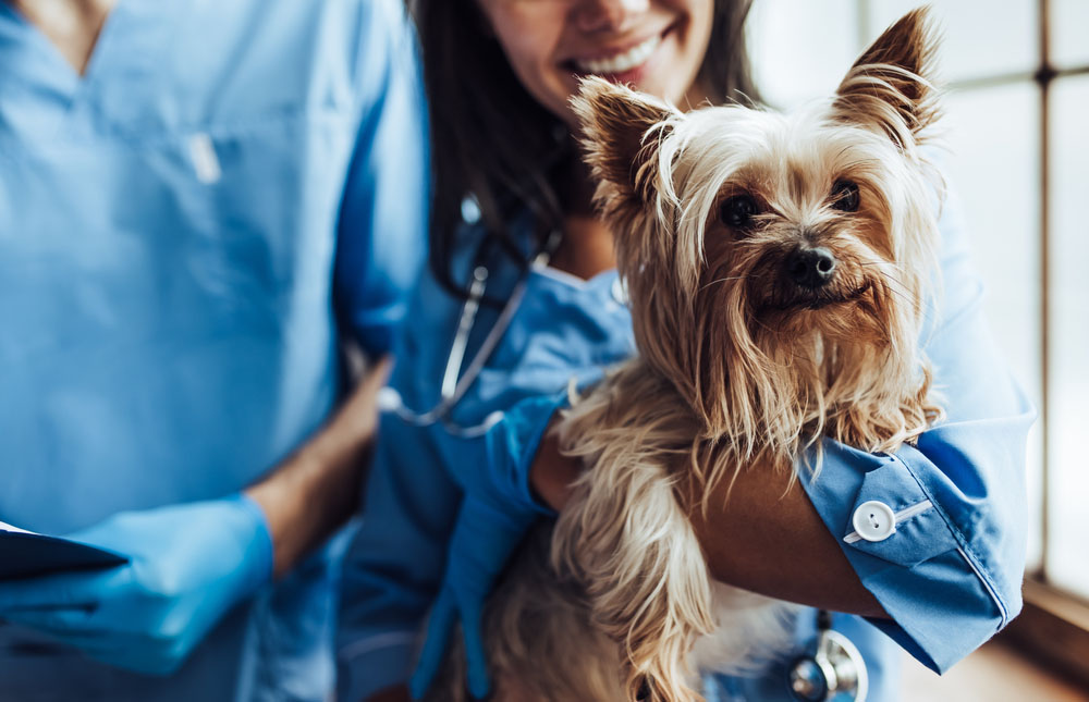 Animal Surgery: How To Prepare Your Pet