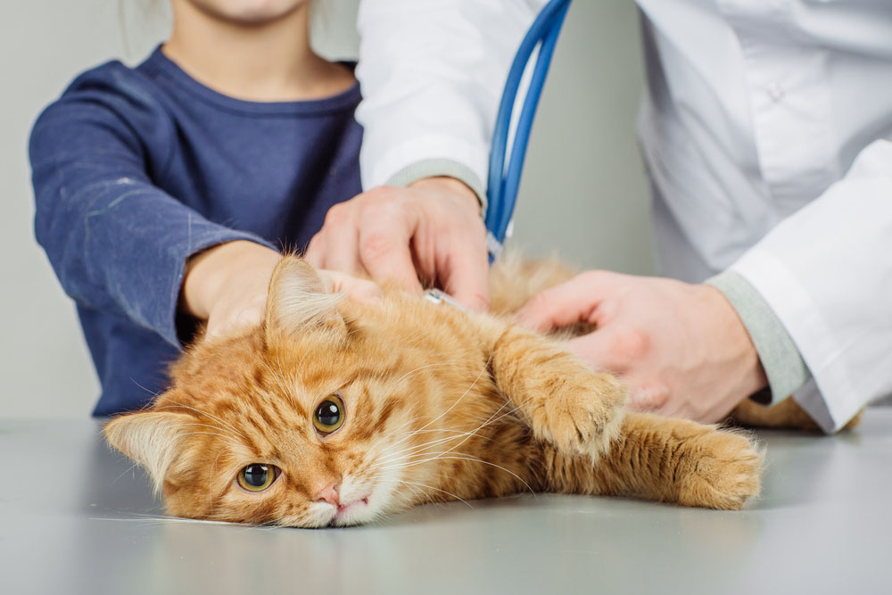 Recognizing a Pet Emergency: What You Need To Know
