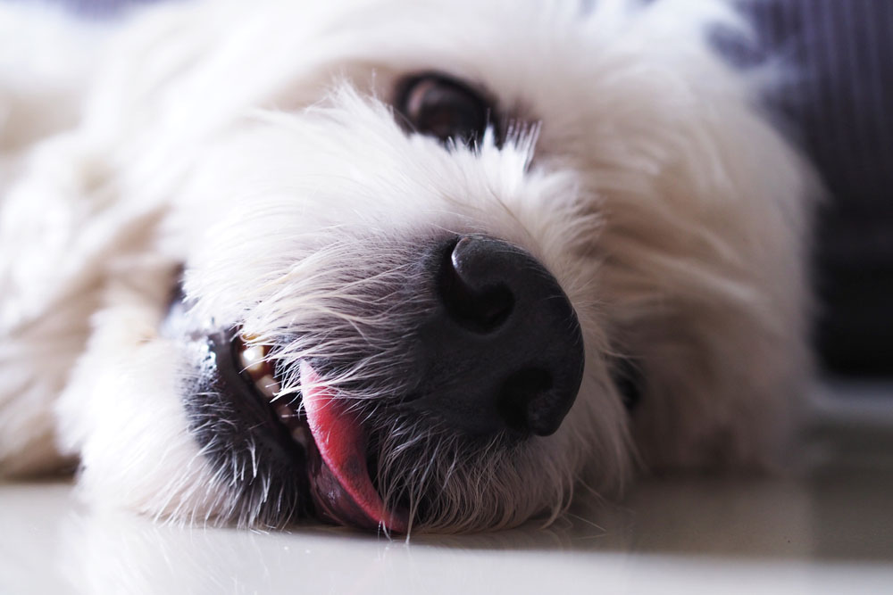 can seizures in dogs cause paralysis