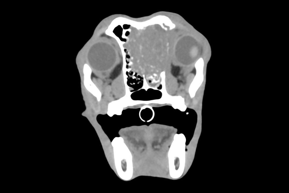 Canine Brain Tumors: What You Should Know