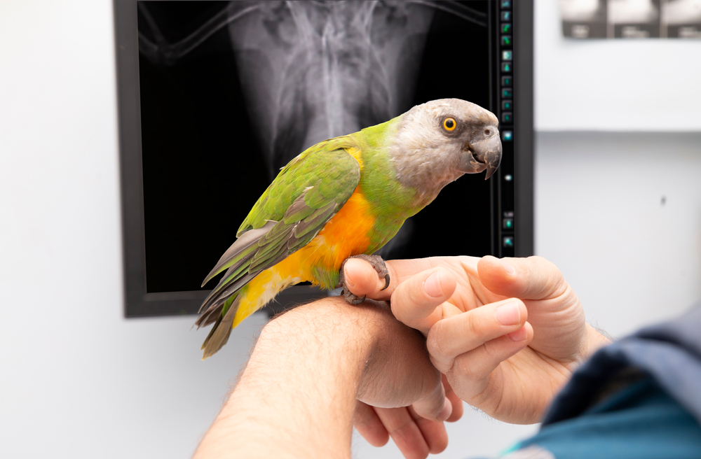 The Most Common Veterinary Issues with Birds